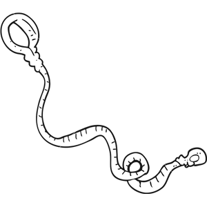 Leash PNG-72079